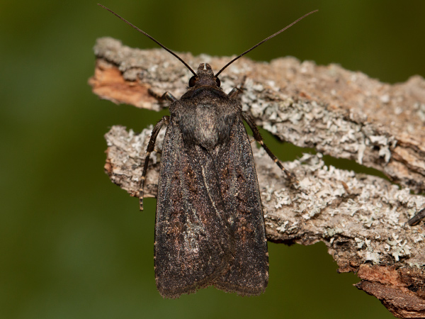 Violettschwarze Erdeule