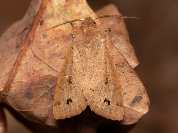 Jarnice černoskvrnná