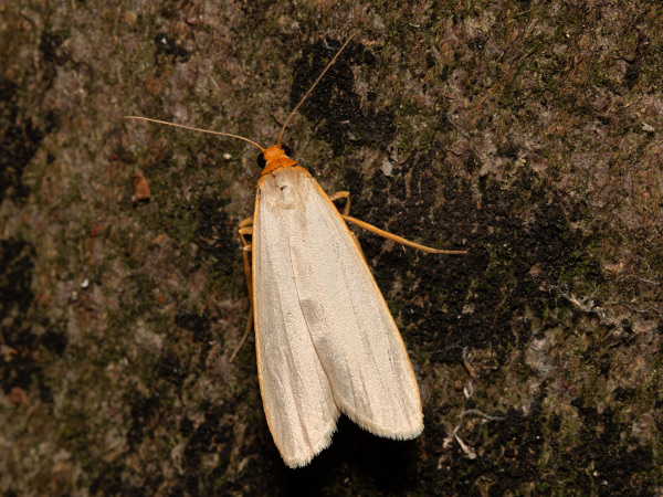 Hoary Footman