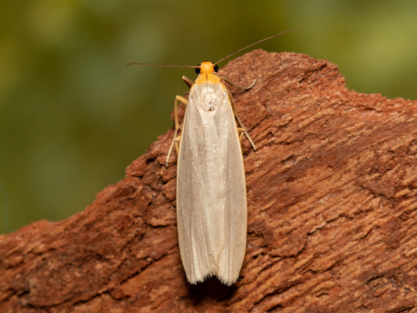 Hoary Footman