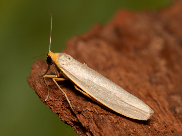 Hoary Footman