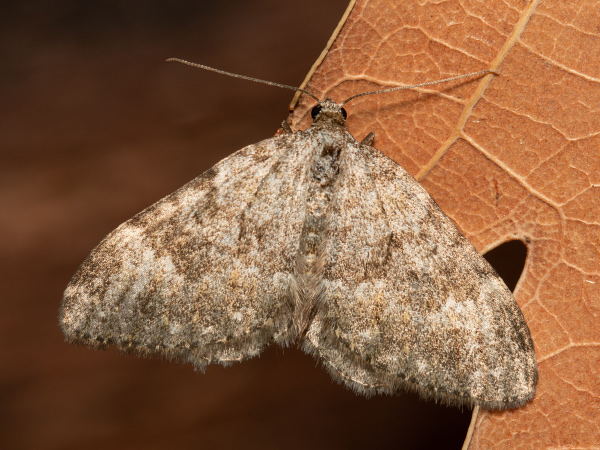 Striped Twin-spot Carpet