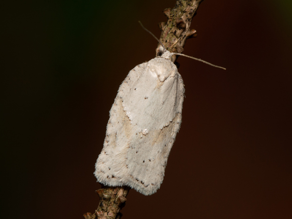 Grey Birch Button