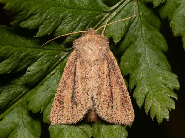 Small Wainscot