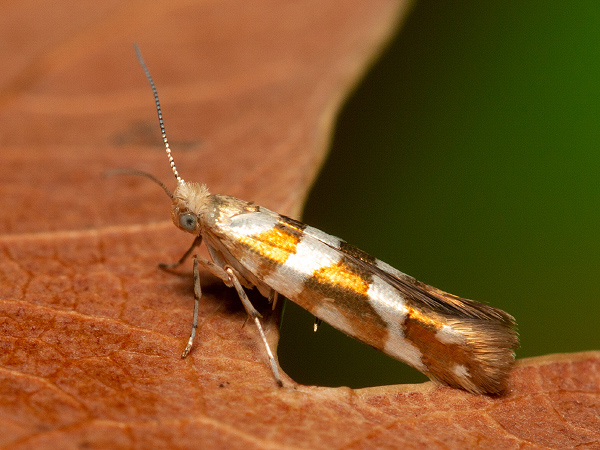 Priadzovček jelšový