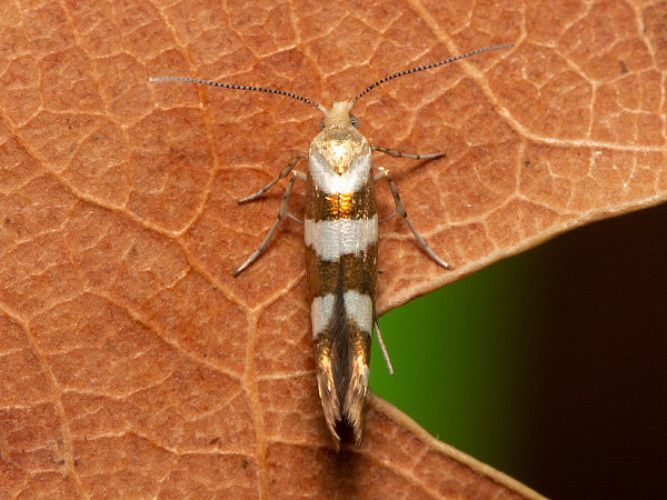 Priadzovček jelšový