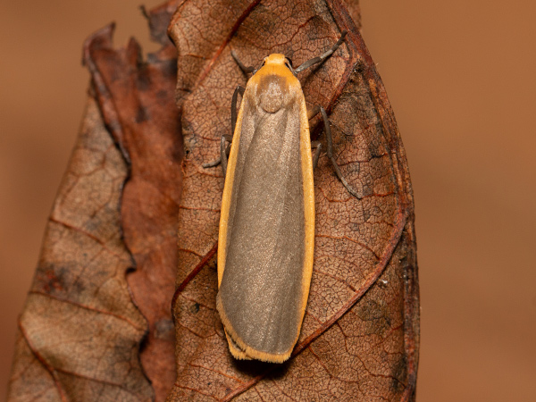 Buff Footman