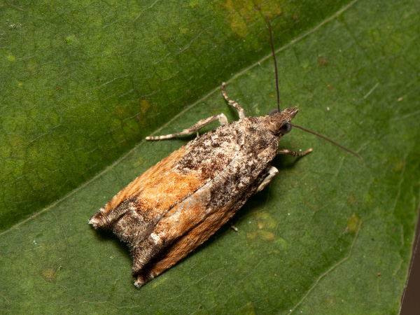 Obaľovač bahniatkový