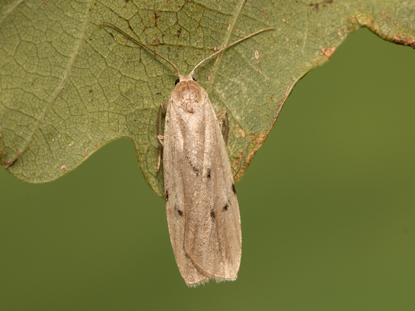 Dotted Footman