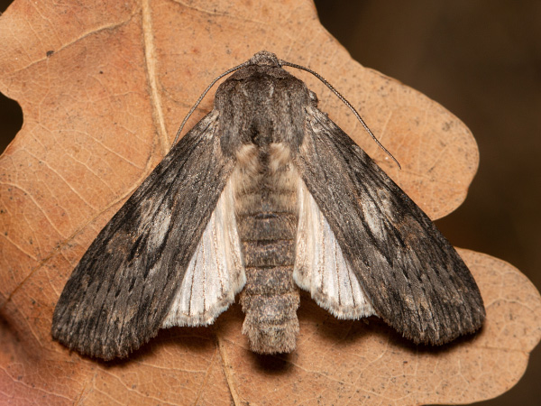 Dřevobarvec úzkokřídlý