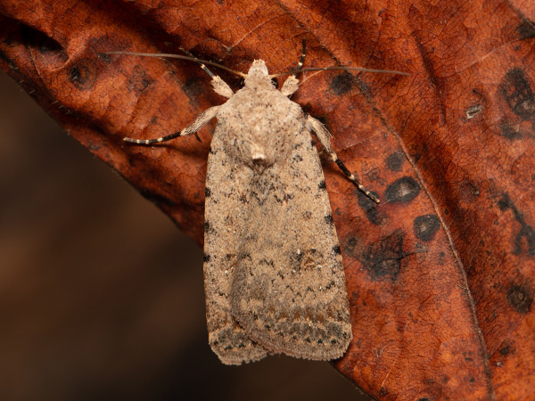 Pale Mottled Willow