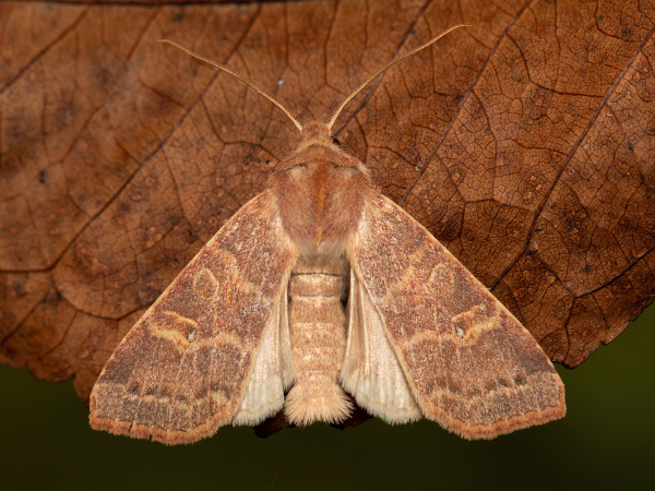 Pale-lemon Sallow