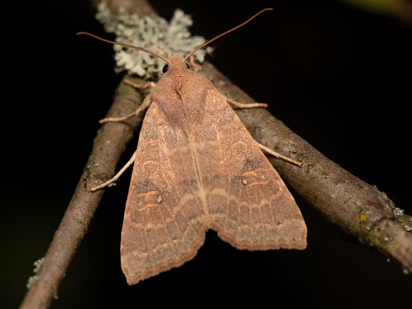 Pale-lemon Sallow