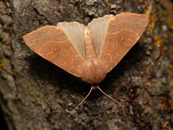 Pale-lemon Sallow