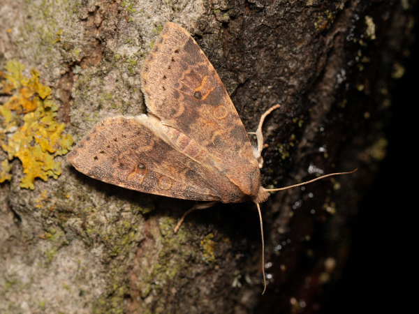 Pale-lemon Sallow