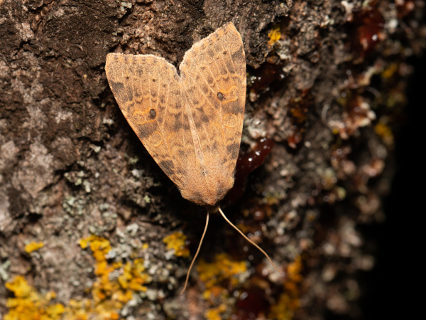 Pale-lemon Sallow