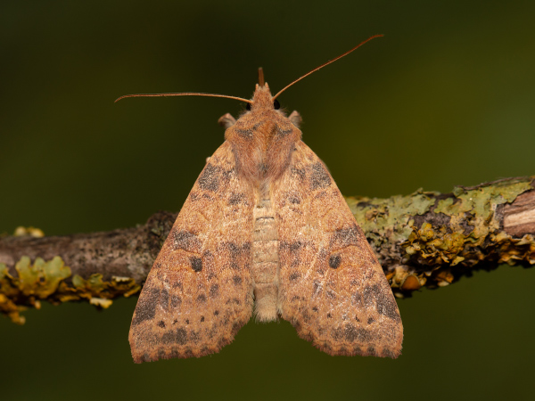 Pale-lemon Sallow