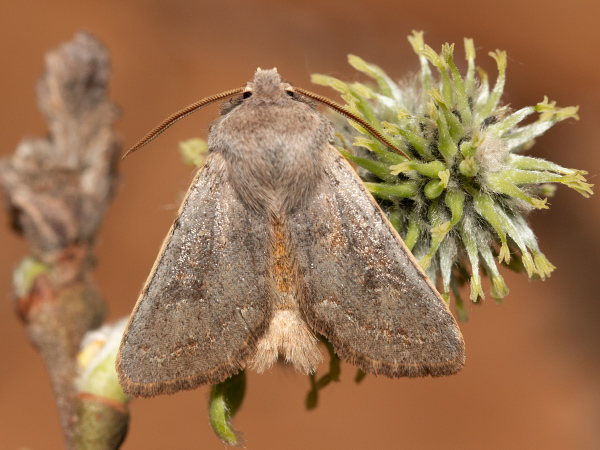 Pappelhain-Frühlingseule