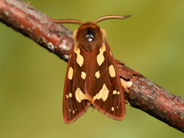 Spriadač psojazykový 