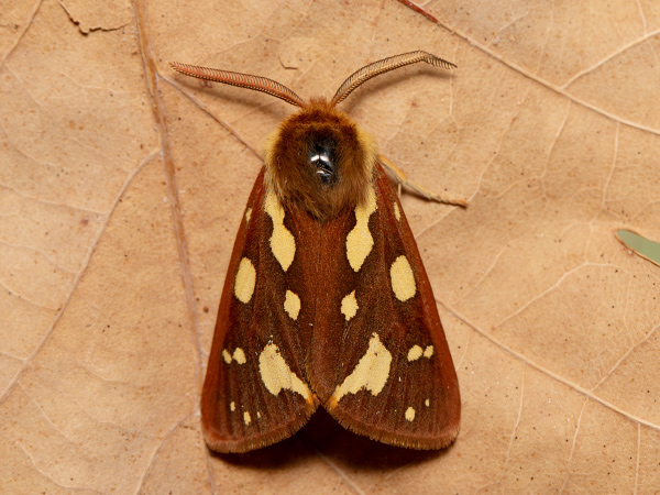 Spriadač psojazykový 