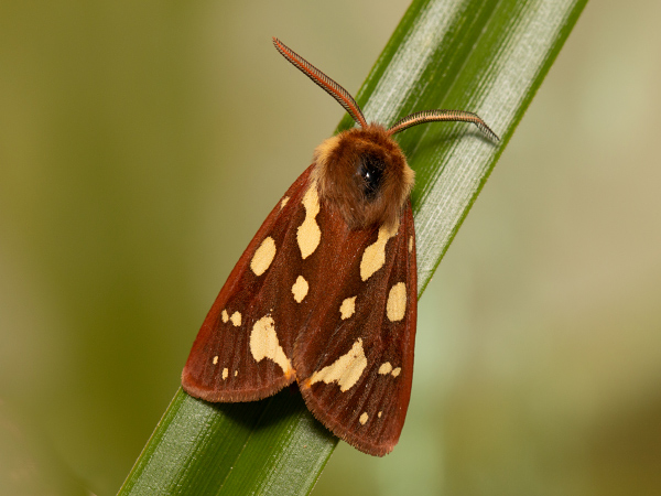 Spriadač psojazykový 