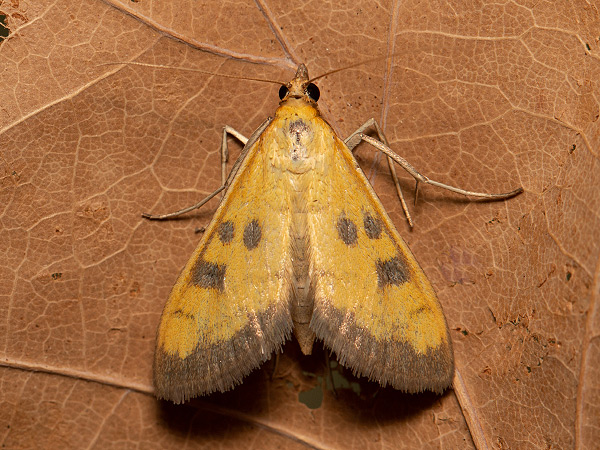 Víjačka citrónová