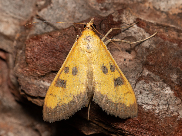 Víjačka citrónová