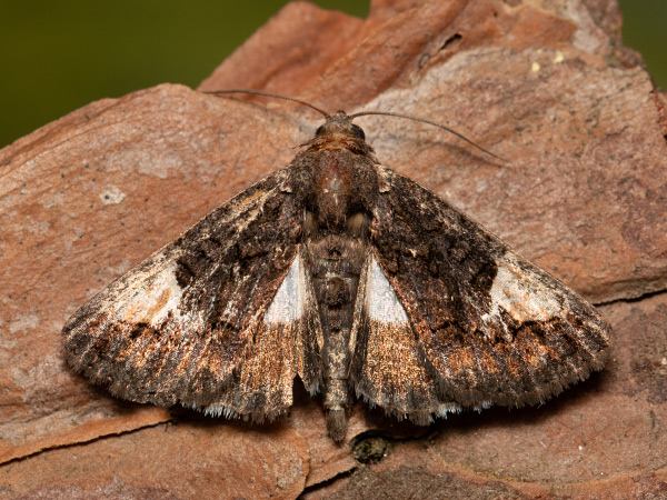 Stužkavec povojový