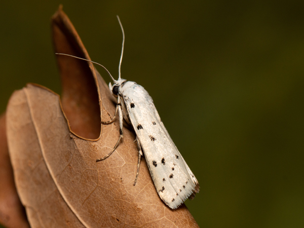 Vijačka štetková