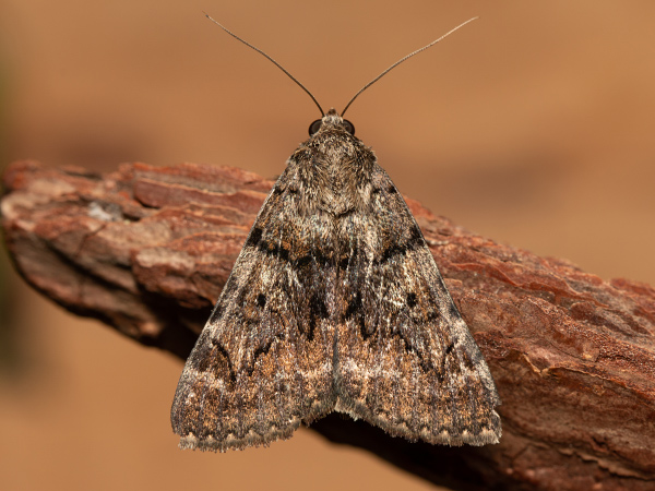 Oak Yellow Underwing