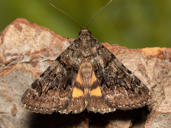 Oak Yellow Underwing