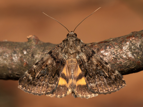 Oak Yellow Underwing