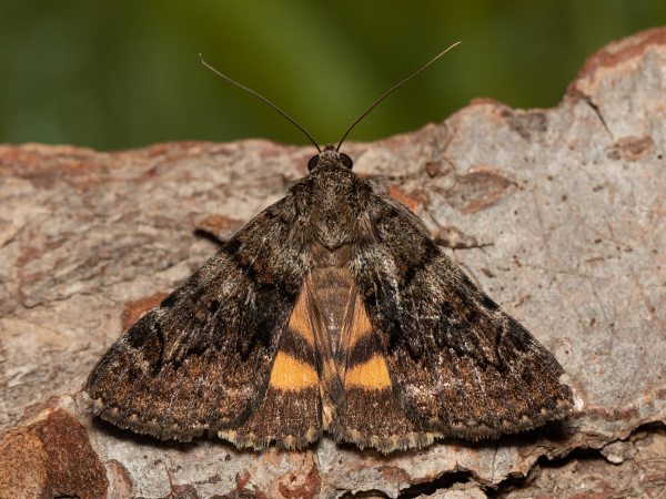 Oak Yellow Underwing