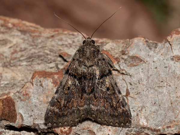 Oak Yellow Underwing