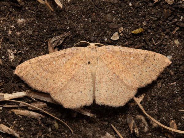 Jersey Mocha