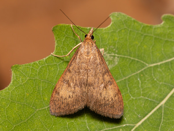 Yellow-underwing Pearl