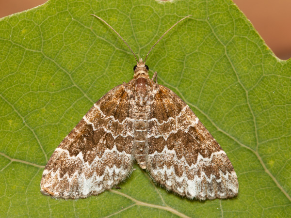 Broken-barred Carpet