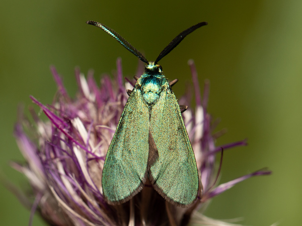 Zelenáčik štiavový