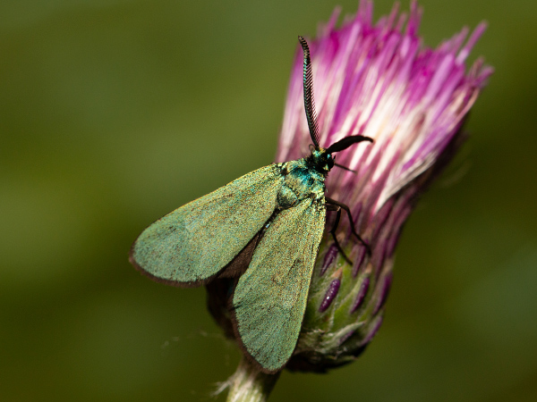 Zelenáčik štiavový