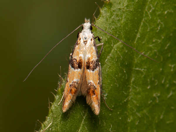 pupenkovka