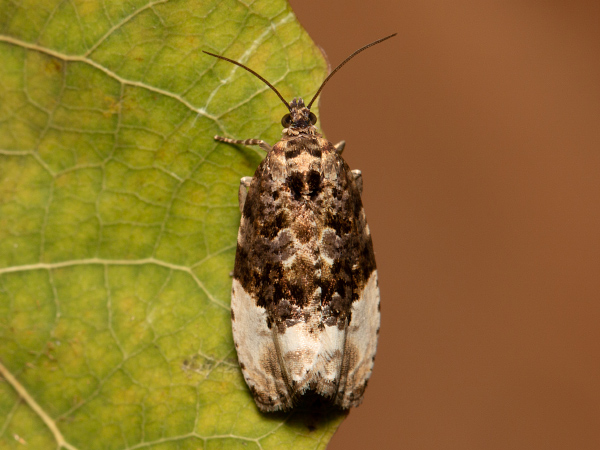Marbled Orchard Tortrix