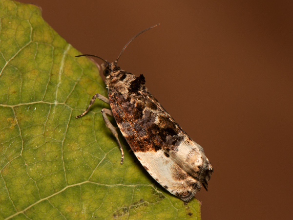 Marbled Orchard Tortrix