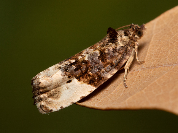 Marbled Orchard Tortrix