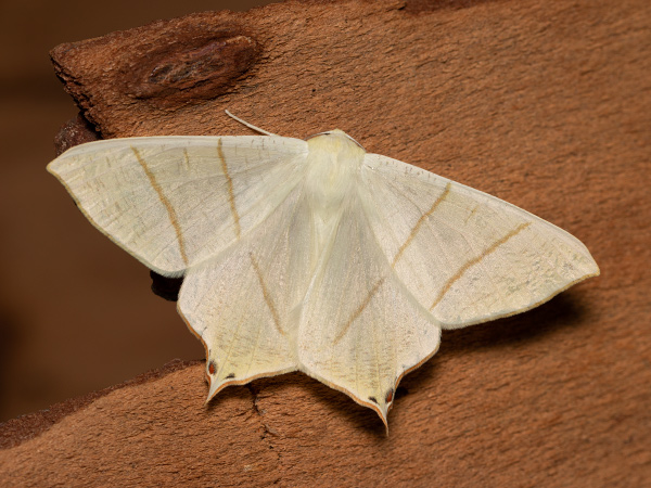 Swallow-tailed Moth