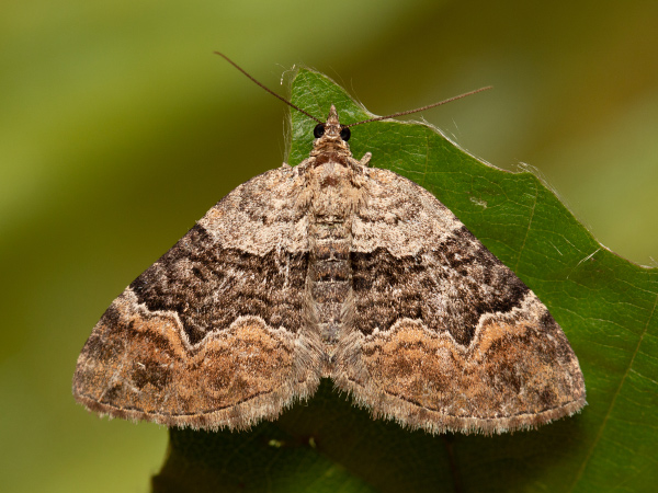 Large Twin-spot Carpet