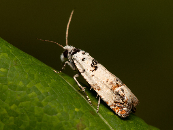 Marbled Bell