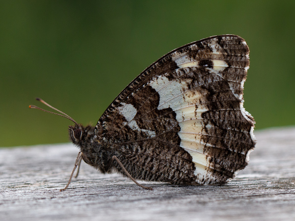 Weißer Waldportier