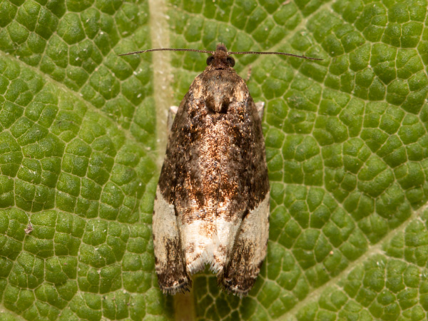 Marbled Orchard Tortrix