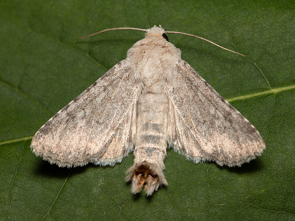 Platingraue Grasbüscheleule