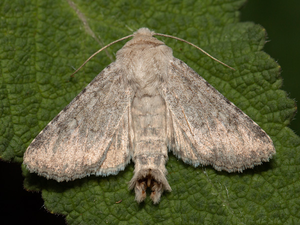 Platingraue Grasbüscheleule